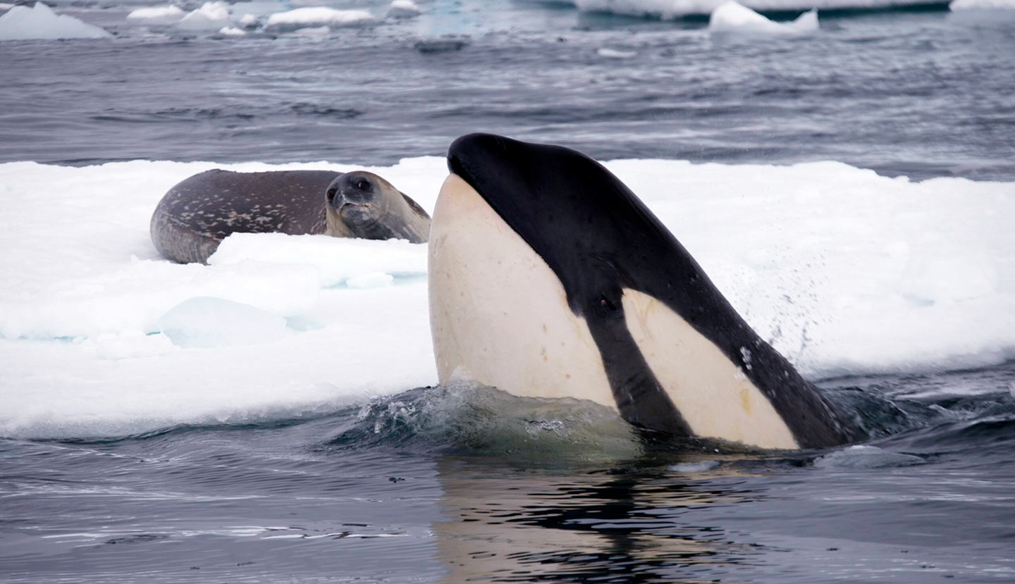 KILLER WHALES: RUTHLESS HUNTERS OR NURTURING MOTHERS