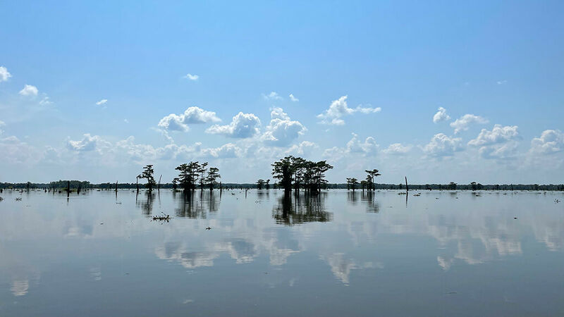 Alligator Hunting: How It’s Done and Why It Matters | La Veillée